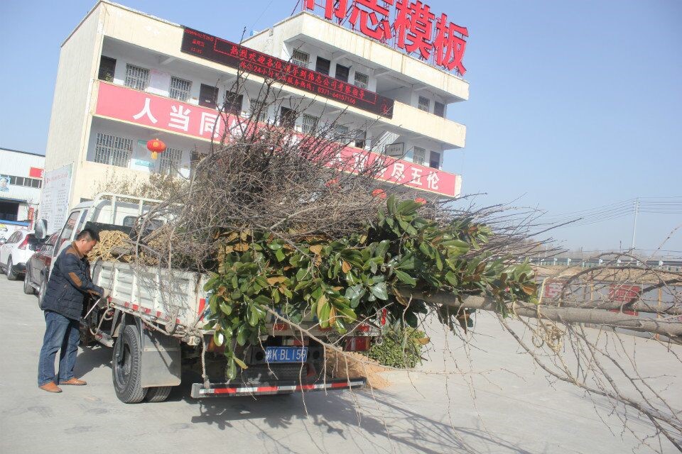河南偉志鋼模板廠(chǎng)家-------只待花開(kāi)樹(shù)盛